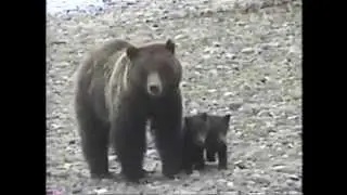 Yellowstone Grizzly Bear Encounter