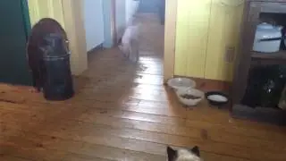 Smeagol is still scared