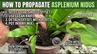 How to propagate Asplenium nidus