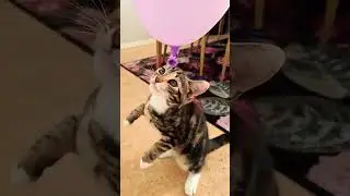 Milo Jr🐱🐱