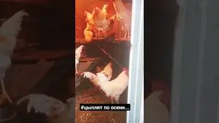 #мясо