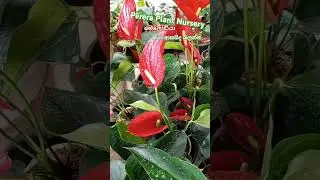 #anthuriumplant 🌱🌱#gardenflowerplants 🌷🌷#youtubeshorts #සිංහල