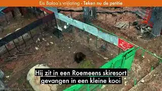 Bevrijd Baloo uit zijn kooi!