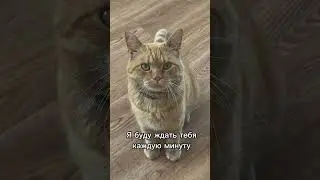 Каждый у кого есть 🐈🐕 в отпуске думает о том, как его четвероногий друг поживает дома один #cat