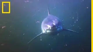 Le grand requin blanc, dominateur né | SHARK ZONE
