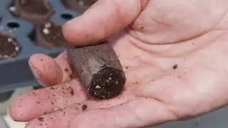 Root Cuttings at King's Mums