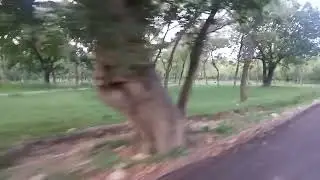 Forest\Jungle Road very Beautiful\New Road