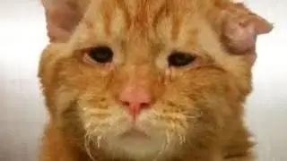 let him eat..