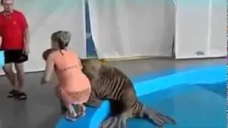 тюлень шлепнул по попе