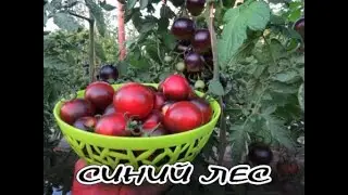 Синий лес