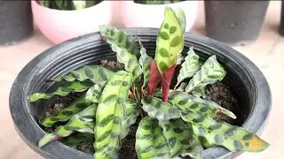 E37 GROWING PLANT - BEAUTIFUL INDOOR PLANT CALATHEA LANCIFOLIA / RATTLESNAKE PLANT