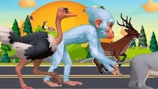 Animal Stampede /Running Animals
