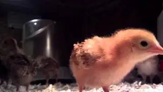 Chick Cam...The Chicken Stare Off