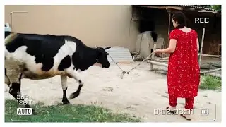 🐄SIGIR SOG’A OLAMANMI?🐮