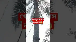 খেজুরের রস নামানোর ভিডিও @fftachannel222 #খেজুরের_গুড় #খেজুরের_রস