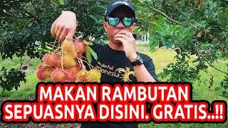 RUGI GAK MAMPIR DISINI! Menikmati Rambutan Langsung dari Pohonnya