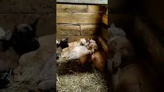 ЯжМать и ЯжОтец😄😄😄  Как растут козлята без матери???