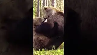 Bear vs Bear Epic Fight       #shortvideo