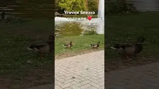УТОЧКИ БЛИЗКО ПОДОШЛИ. БЕГАЮТ #иринашевчуккотики #уткигермания #ebertpark