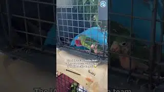 Hungry Baby Birds
