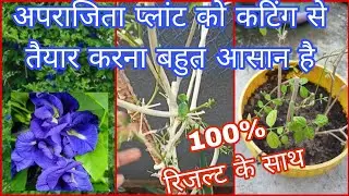 Aprajita plant grow from cutting|Butterfly Pea/Shankhpuspi/Vishnukanta /अपराजिता Plant From Cutting