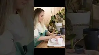 Пересадка Регал шилдс 🌱 ч3  