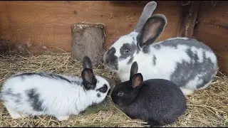 RABBITS KEEPING🐇RABBIT BREEDING🐇🐰🐰🐇🐰