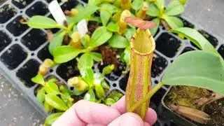 Several "Secret" hybrids