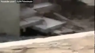 Приколы С Животными Подборка Смех До Слез!№1
