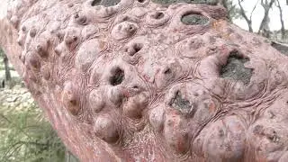 Никитский ботанический сад