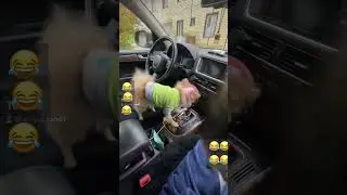 Едут на машине 