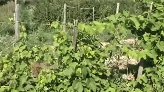 селекция амурского винограда КФХ Абрикос