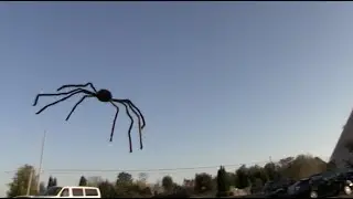 FLYING SPIDER PRANK! - Tom Mabe Halloween Pranks