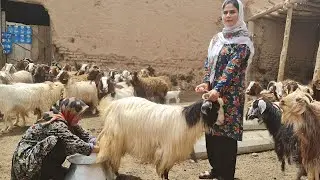 An Iranian woman makes yogurt from goat and sheep milk/Life of Iranian nomads