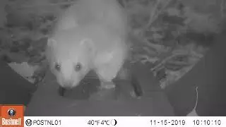Weasel (Mustela nivalis) caught on camera trap.