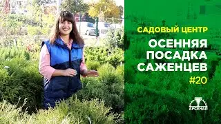 Осенняя посадка саженцев