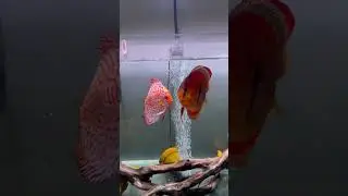 Feeding Beautiful Discus Fish!