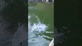 Late Summer Topwater Spotted Bass Blow Up Lake Lanier