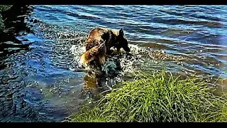 German Shepherd play with the Water - Funny Dog