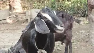 BABY GOAT AND MOTHER GOAT SOUNDS