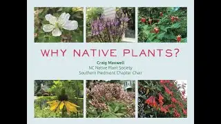 Why Native Plants?