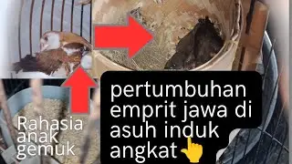 part 2🐦 (pertumbuhan burung emprit jawa ,java finch di asuh burung emprit jepang)