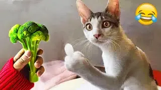 Hilarious Cats and Dogs 😹🐶 Funniest Animals 2024 🤣 Part 3