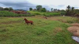 Cavalo