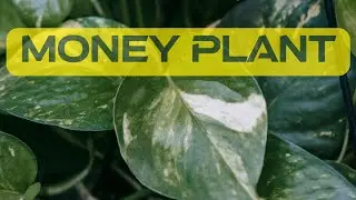 Repotting money plant #garden #plants