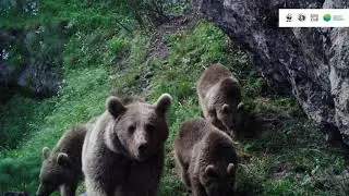 Brown Bears in Khosrov Forest Reserve (Armenia)