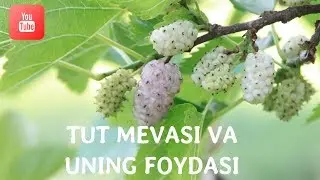 Tut mevasi va uning foydasi