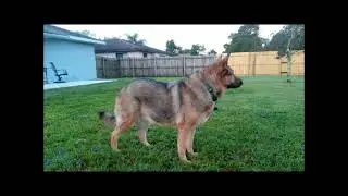R.I.P.  Sasha Always In My Heart
