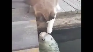 Kucing Bermain dengan ikan 😎😍😍 #shorts #cat