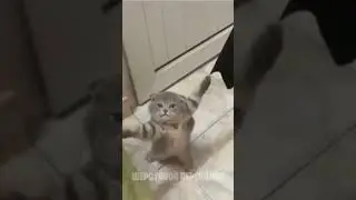 смешные и забавные коты наводят суету 2, котики